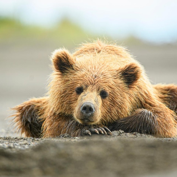 bearironside